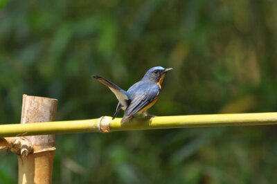 Fototapete The hill blue flycatcher is a species of bird in the Muscicapidae family. It is found in Bangladesh, Brunei, Cambodia, China, India, Indonesia, Laos, Malaysia, Myanmar, Nepal, Thailand, and Vietnam