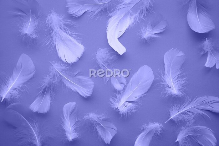 Fototapete The trending color of the new year is very peri. Light feathers on a purple background. The color template is veri peri. Fashion color 2022. Weightlessness. Monochrome