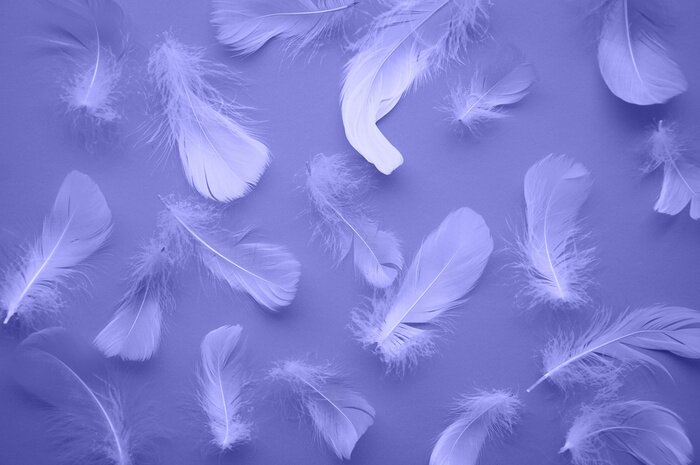 Fototapete The trending color of the new year is very peri. Light feathers on a purple background. The color template is veri peri. Fashion color 2022. Weightlessness. Monochrome