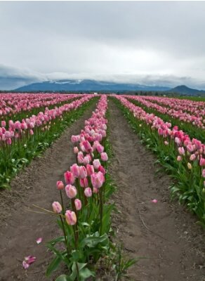 Fototapete This is a very large pink tulip field, as far as the eye can see with rows of these gorgeous spring flowers   Background has mountains with low lying clouds in this vertical landscape spring photo 