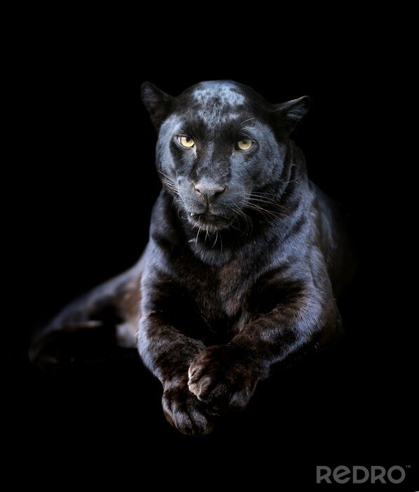 Fototapete Tier auf dunklem Hintergrund
