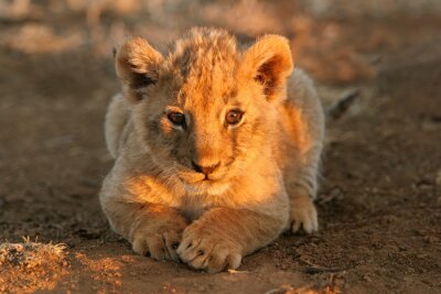 Tier Baby Löwe
