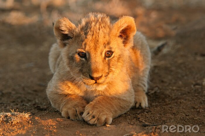 Fototapete Tier Baby Löwe