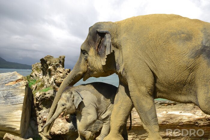 Fototapete Tier Baby und Mutter Elefant