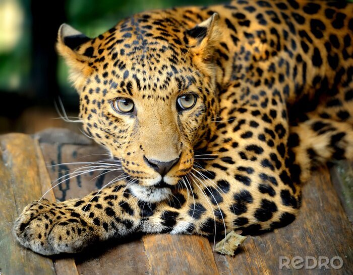 Fototapete Tier ein lauernder Leopard