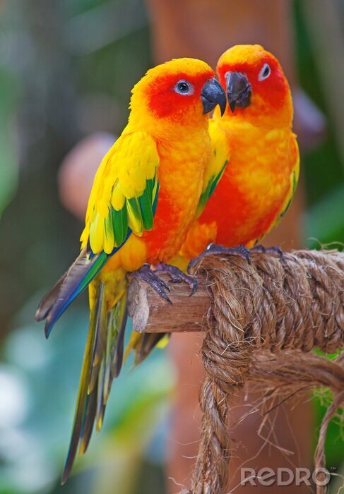 Fototapete Tier exotische Papageien