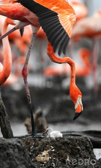 Fototapete Tier Flamingo und Küken