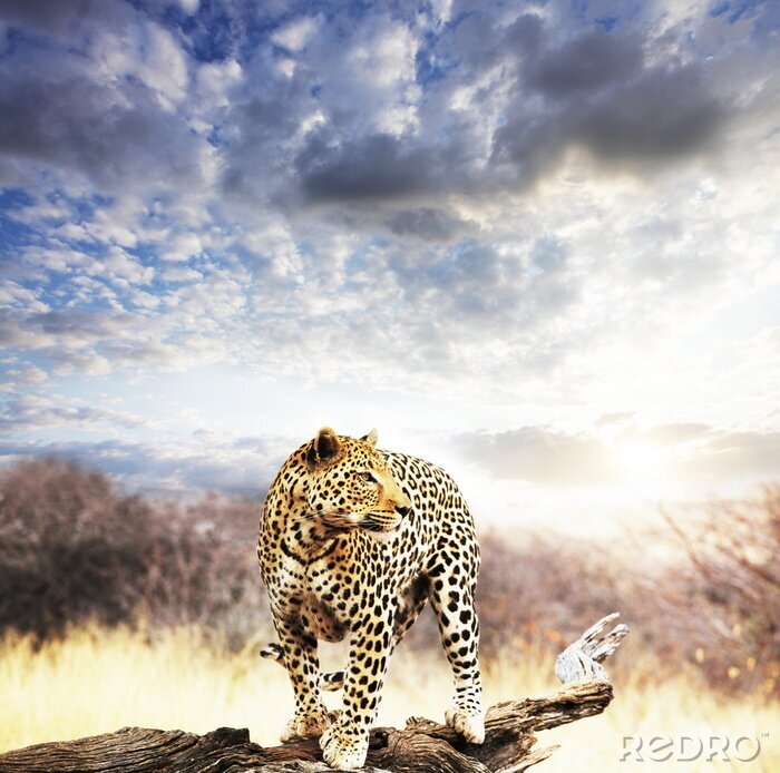 Fototapete Tier Gepard vor dem Hintergrund des Himmels