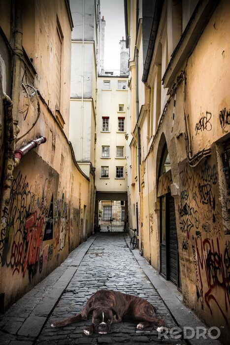 Fototapete Tier Hund unter Stadtstraßen