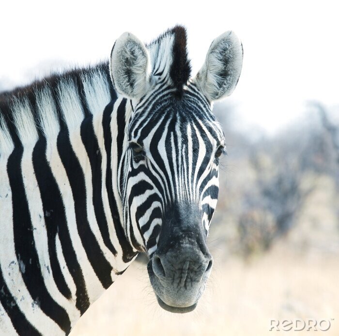 Fototapete Tier in schwarz-weißen Streifen