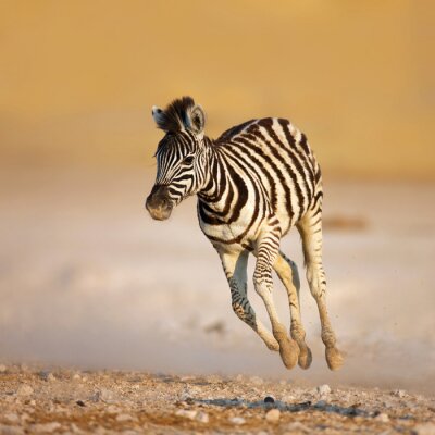 Tier laufendes Zebra