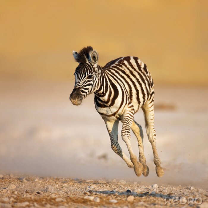Fototapete Tier laufendes Zebra