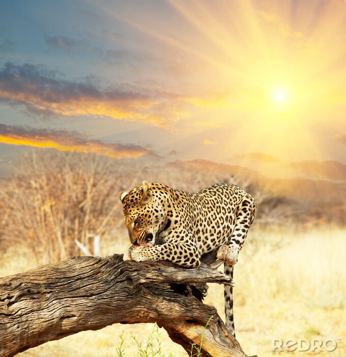 Fototapete Tier Leopard im Sonnenuntergang