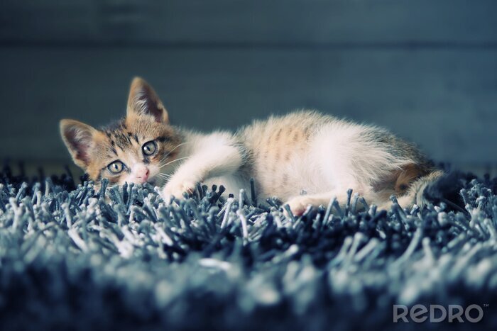 Fototapete Tier liegendes Kätzchen