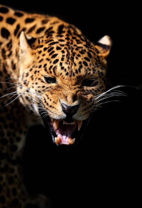 Fototapete Tier mit Eckzähnen