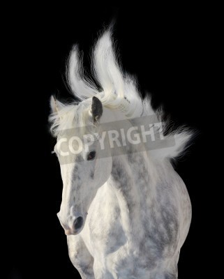 Fototapete Tier mit einer geschlagenen mähne