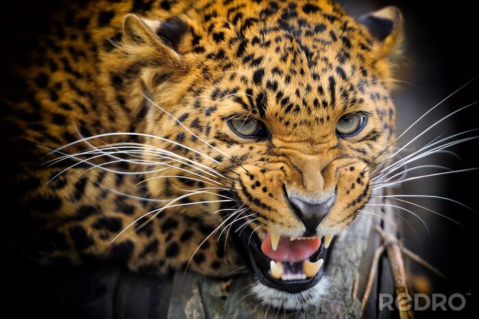 Fototapete Tier mit Zähnen