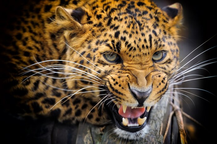 Fototapete Tier mit Zähnen