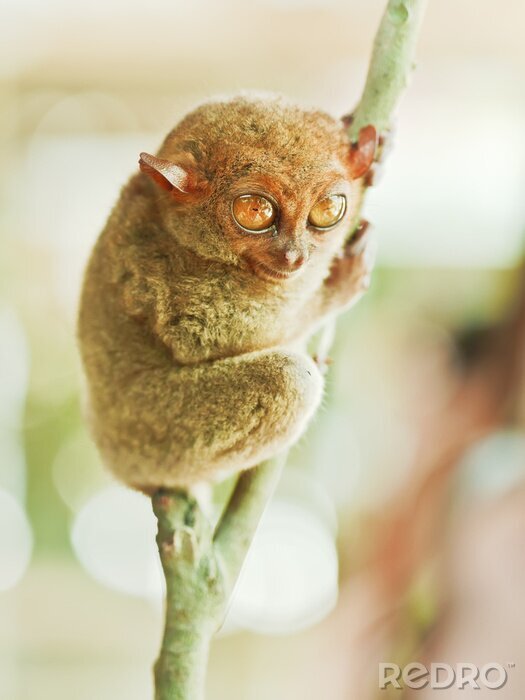 Fototapete Tier Selayar-Koboldmaki auf dem Zweig