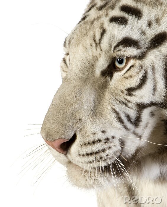 Fototapete Tier Tiger-Porträt