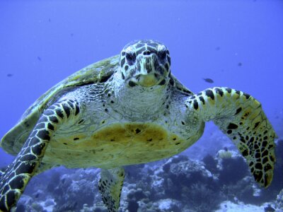 Fototapete Tier unter Wasser