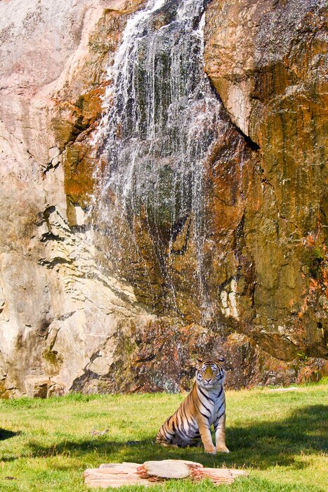 Fototapete Tier vor dem Hintergrund der Felsen