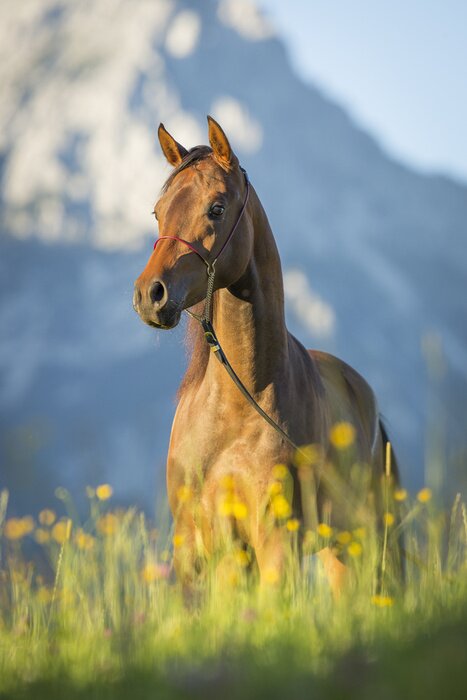 Fototapete Tier vor dem Hintergrund der Gebirgskette