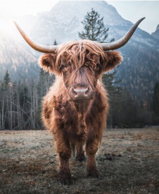 Fototapete Tier vor dem Hintergrund der italienischen Dolomiten