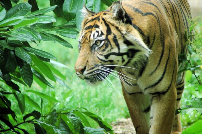 Fototapete Tier vor dem Hintergrund des Grüns