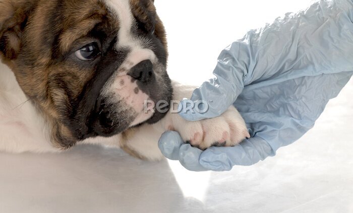 Fototapete tierärztliche Versorgung - Bulldogge Welpen mit Pfote gehalten