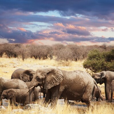 Tiere Afrika Elefanten im Gras