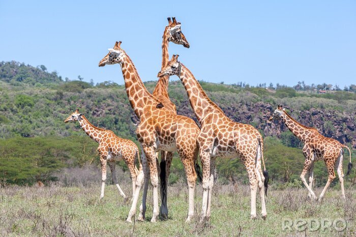 Fototapete Tiere Afrika in der Savanne