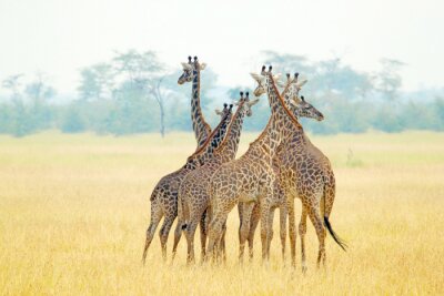 Fototapete Tiere Afrika in Gruppe