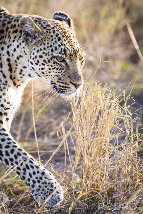 Fototapete Tiere Afrika inmitten von wilden Gräsern