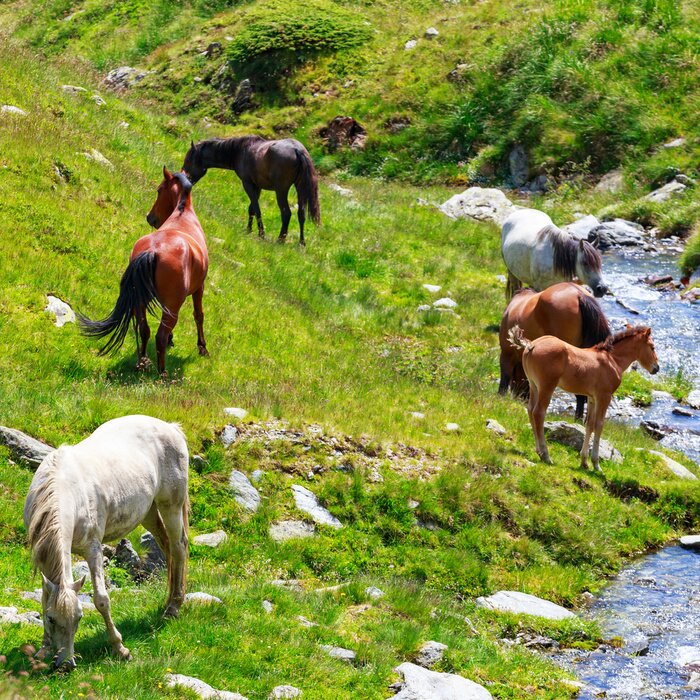 Fototapete Tiere am Gebirgsbach