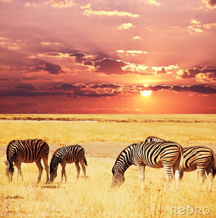 Fototapete Tiere am Hintergrund der untergehenden Sonne