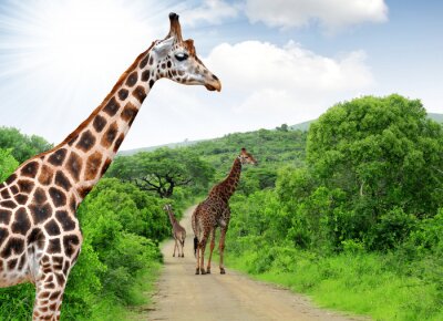 Fototapete Tiere am Weg auf Safari