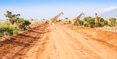 Fototapete Tiere auf afrikanischem Weg
