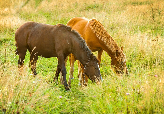 Fototapete Tiere auf der Frühlingslichtung