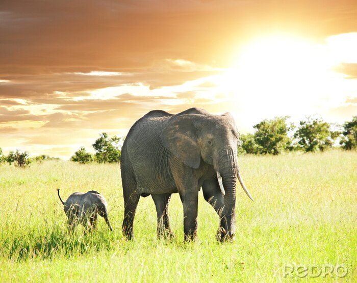 Fototapete Tiere auf Safari