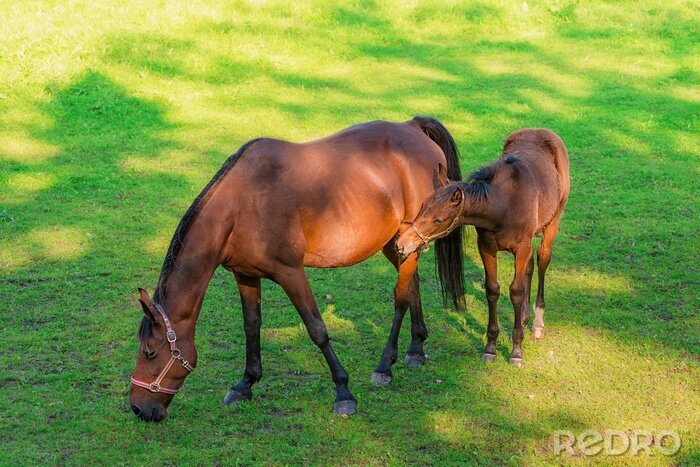 Fototapete Tiere beim Grasen