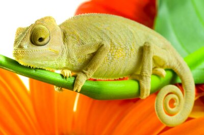 Tiere Chamäleon auf einem Hintergrund von orangefarbenen Blütenblättern