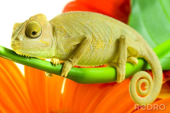 Fototapete Tiere Chamäleon auf einem Hintergrund von orangefarbenen Blütenblättern