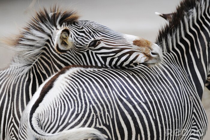 Fototapete Tiere charmante Zebras