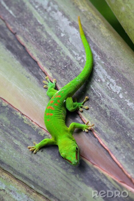 Fototapete Tiere hellgrüner Gecko auf Holzboden