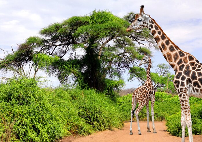 Fototapete Tiere im Krüger-Park