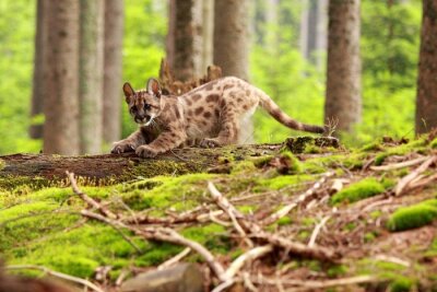 Fototapete Tiere im Wald im Sommer