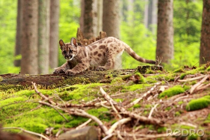 Fototapete Tiere im Wald im Sommer