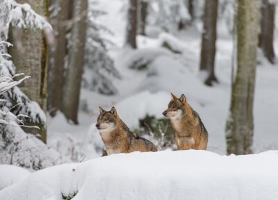 Fototapete Tiere im Wald im Winter