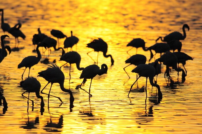 Fototapete Tiere im Wasser Rosa